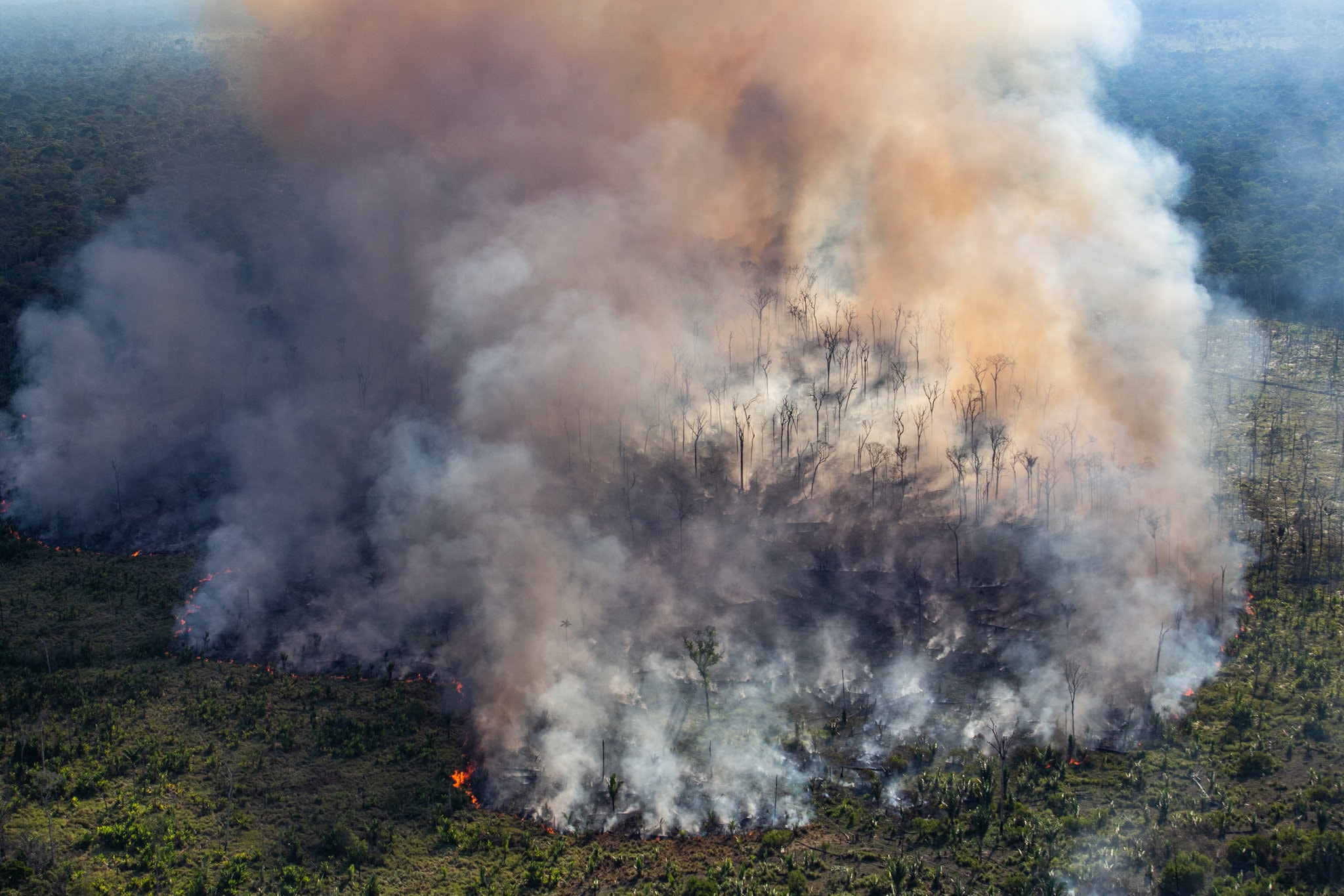 ‘The Amazon Is Completely Lawless’: The Rainforest After Bolsonaro’s ...